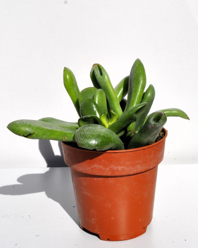 Crassula ovata 'Hobbit'