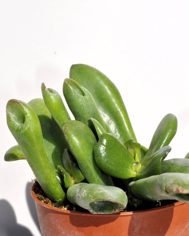 Crassula ovata 'Hobbit'