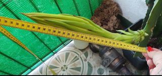 Esquejes de Pitahaya