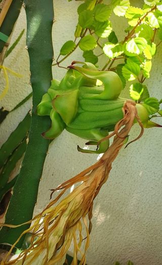 Esquejes de Pitahaya