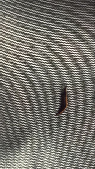 Estuche DJ Walkasse - Negro/Plata