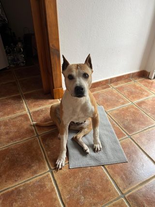 Figura cerámica mascota - Recuerdo Kira