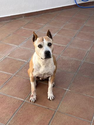 Figura cerámica mascota - Recuerdo Kira