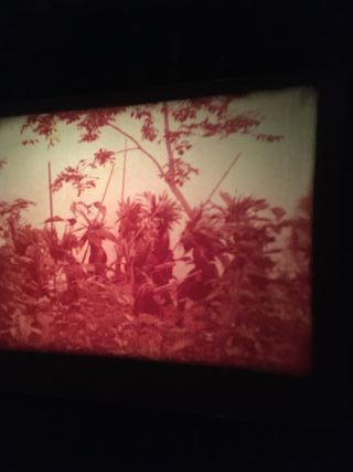 El Rey de los Gorilas, largometraje super 8