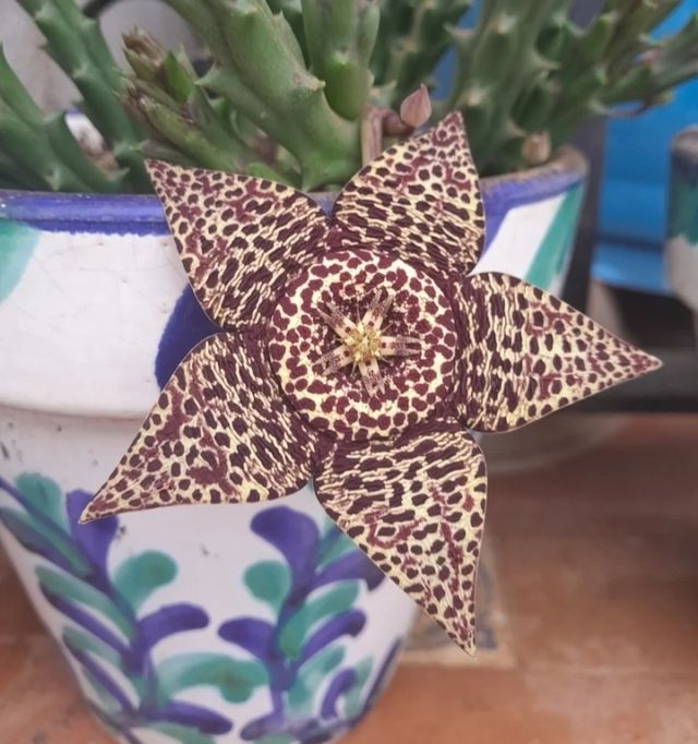 Planta Flor de lagarto.