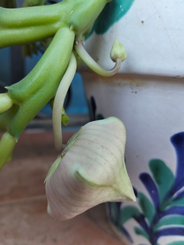 Planta Flor de lagarto.
