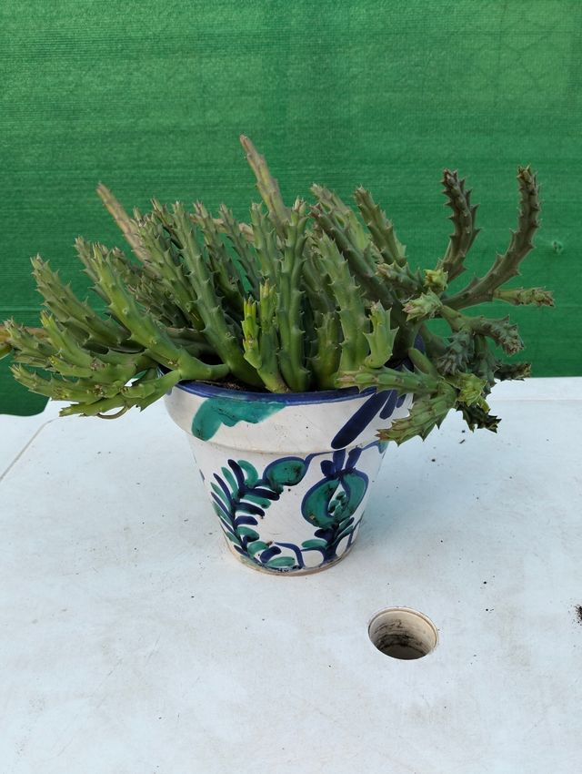 Planta Flor de lagarto.