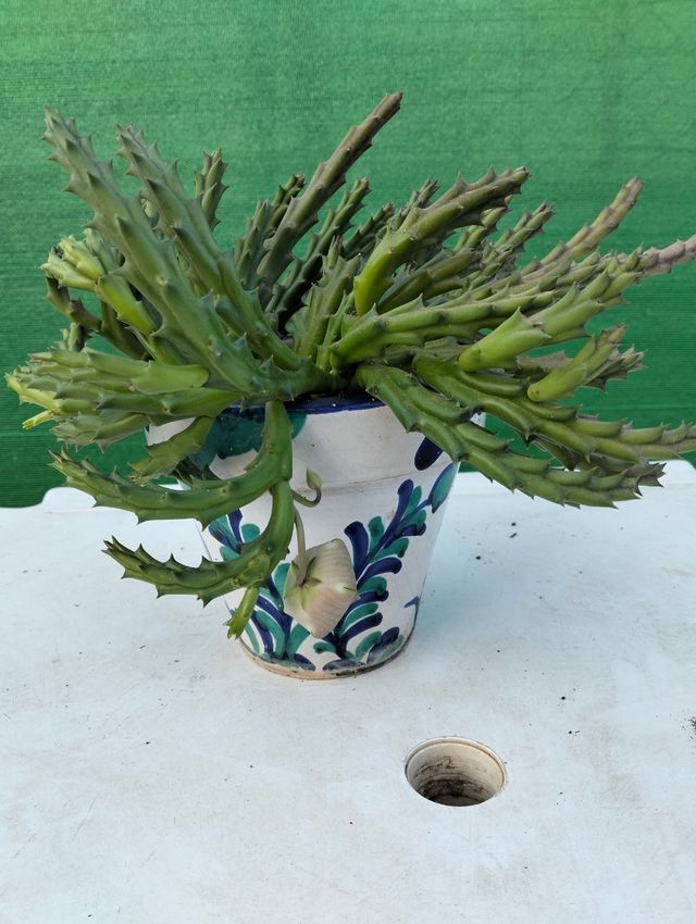 Planta Flor de lagarto.