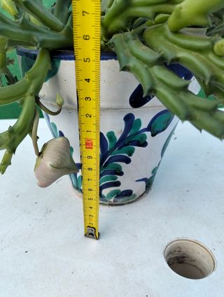 Planta Flor de lagarto.