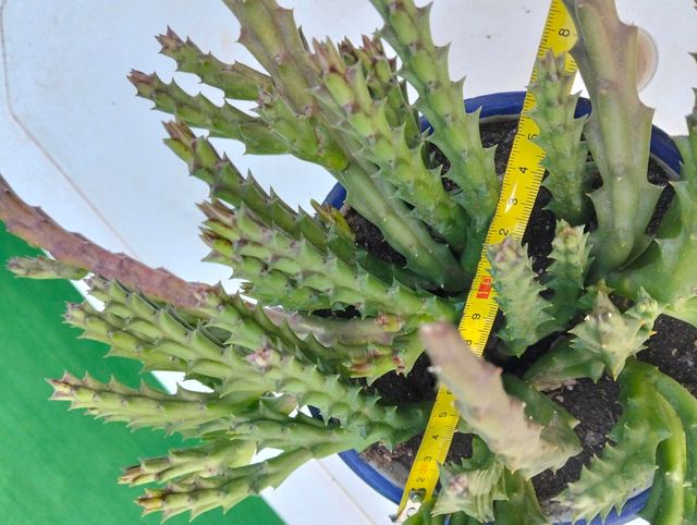 Planta Flor de lagarto.