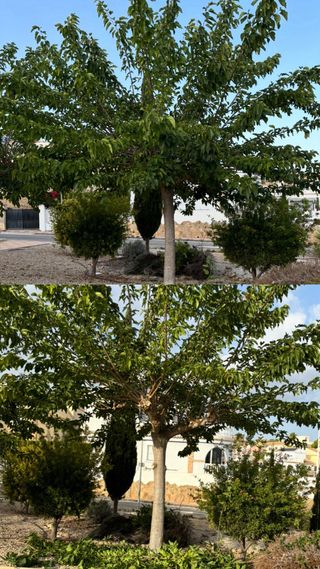 Poda árboles palmeras,diseño de jardines exclusivo