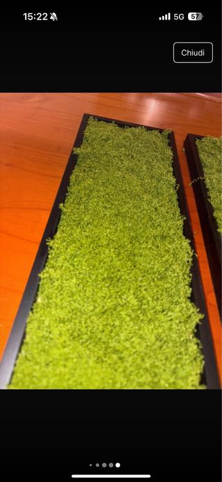 Quadri muschio - Giardino verticale