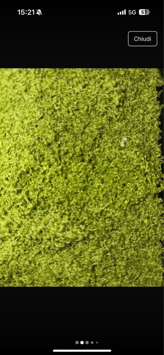 Quadri muschio - Giardino verticale