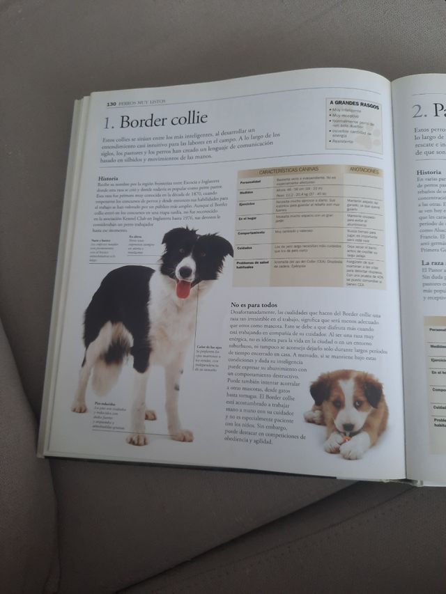 Guía visual del perro: Cómo escoger el perro ad...