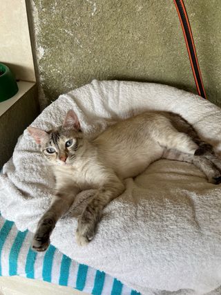 Guardería de mascotas y paseos Todo tipo de animal