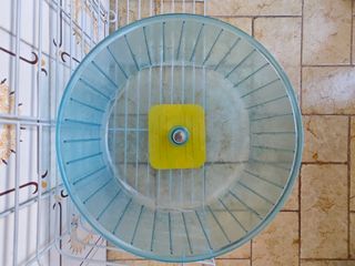 Rueda para erizo o cobaya
