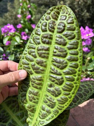 Labisia Obtusifolia Kura Kura en floración