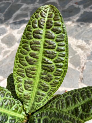 Labisia Obtusifolia Kura Kura en floración