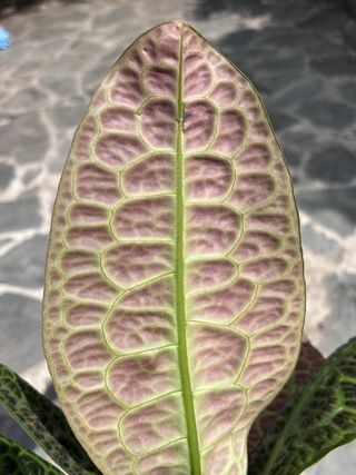 Labisia Obtusifolia Kura Kura en floración