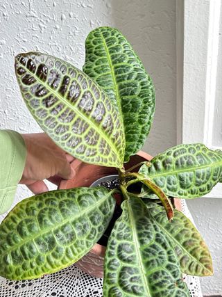 Labisia Obtusifolia Kura Kura en floración