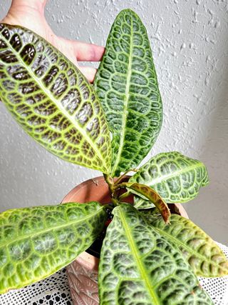 Labisia Obtusifolia Kura Kura en floración