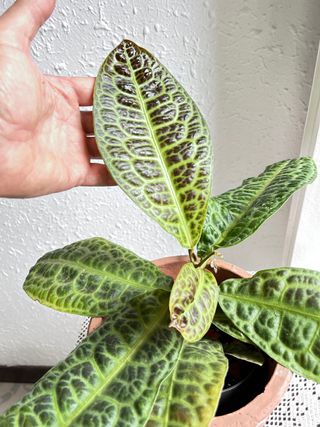 Labisia Obtusifolia Kura Kura en floración