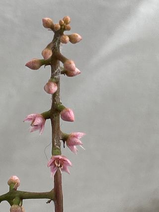Labisia Obtusifolia Kura Kura en floración