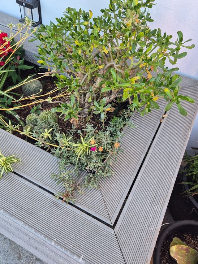 Macetero XXL gris imitación madera