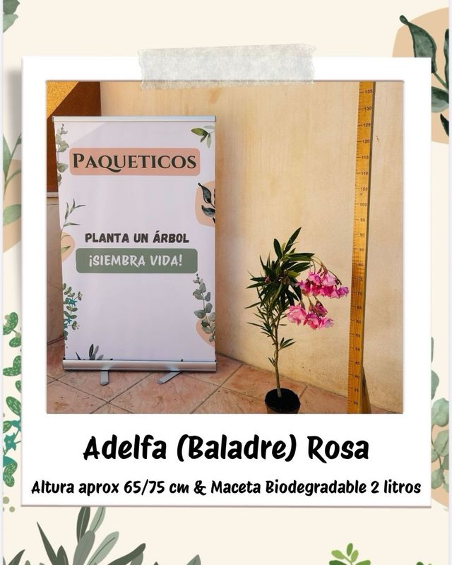 (x6) Nerium oleander / Adelfa - Baladre Rosa