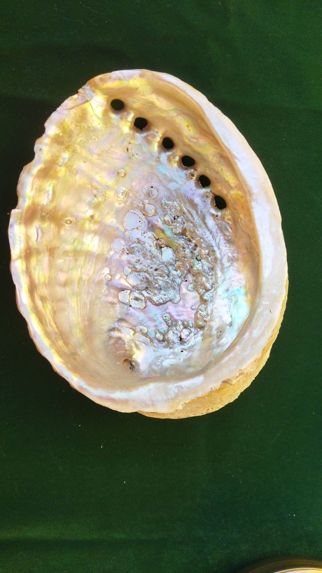 Concha heliotis 16cm