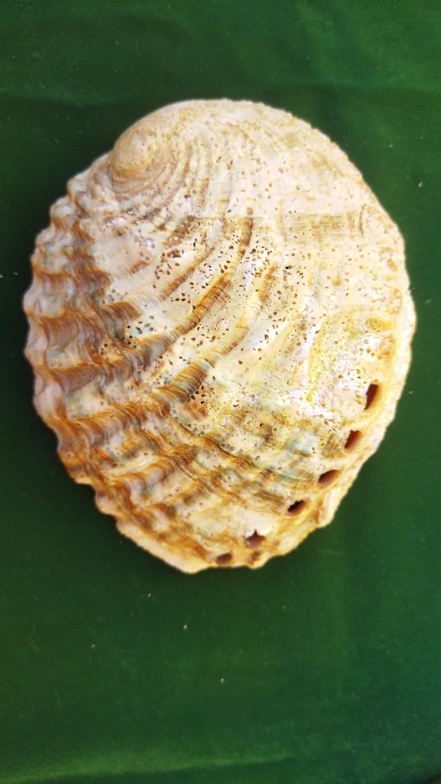 Concha heliotis 16cm