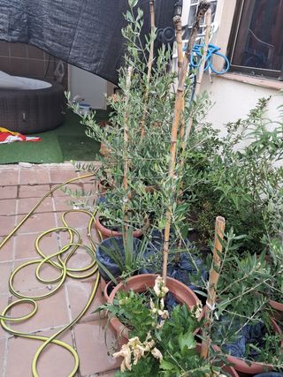 Olivos Picual Marteño