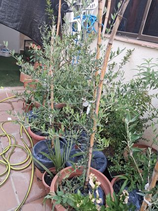 Olivos Picual Marteño