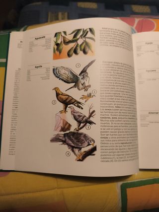 Colección Gran Diccionario Infantil Marín