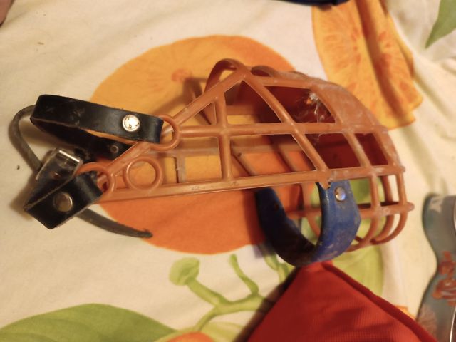 Bozal galgo: azul y naranja