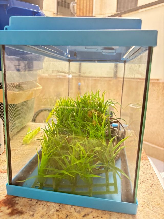 Pecera pequeña azul