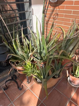 Aloe vera - Plantas suculentas