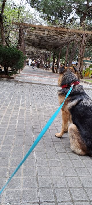 Paseador de perros y adiestramiento básico.