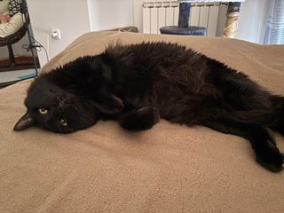 Cuidador/a gato
