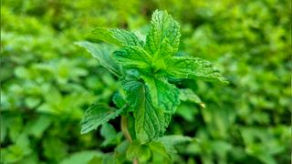 2 Pianta di menta fresca