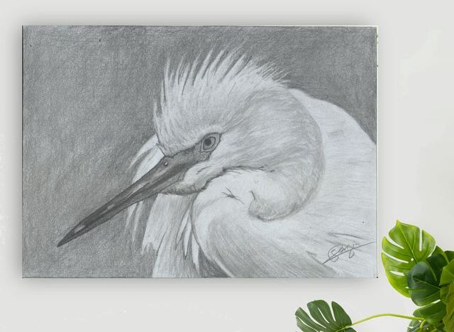 Dibujo a lápiz: Garceta