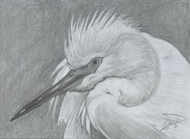 Dibujo a lápiz: Garceta