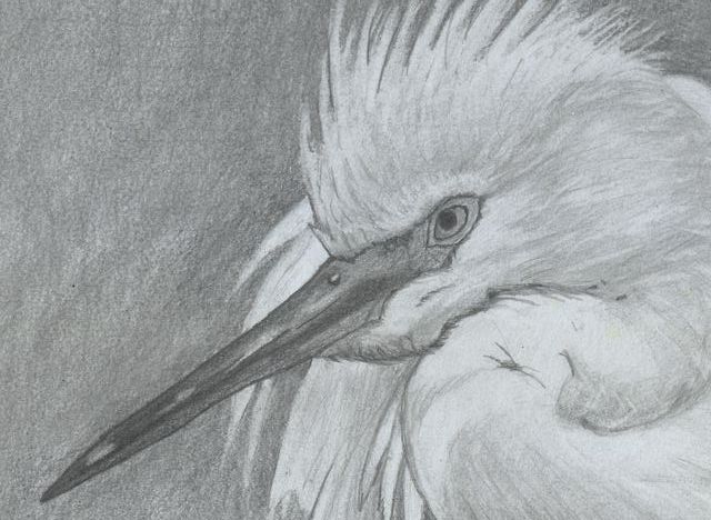 Dibujo a lápiz: Garceta