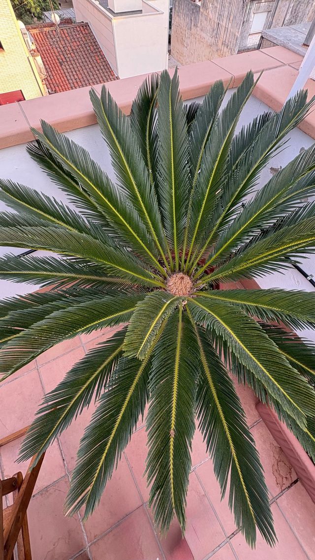 Cica (Cycas revoluta) - Planta grande
