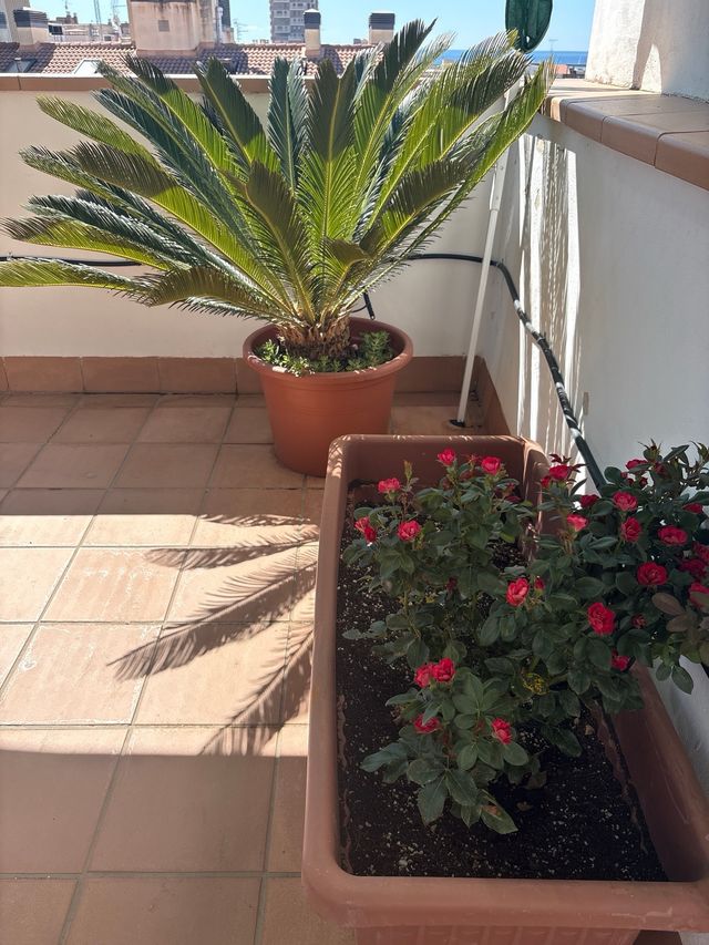 Cica (Cycas revoluta) - Planta grande