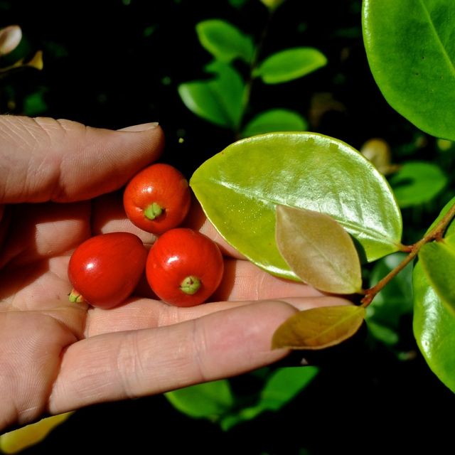 Pianta Eugenia Reinwardtiana