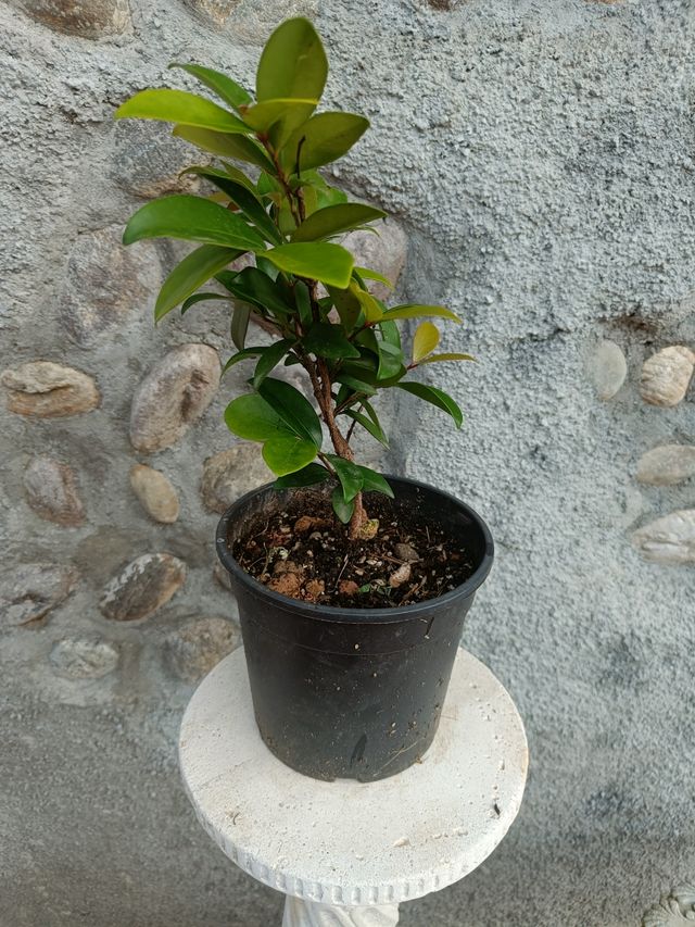 Pianta Eugenia Reinwardtiana