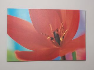 Cuadro tulipán rojo