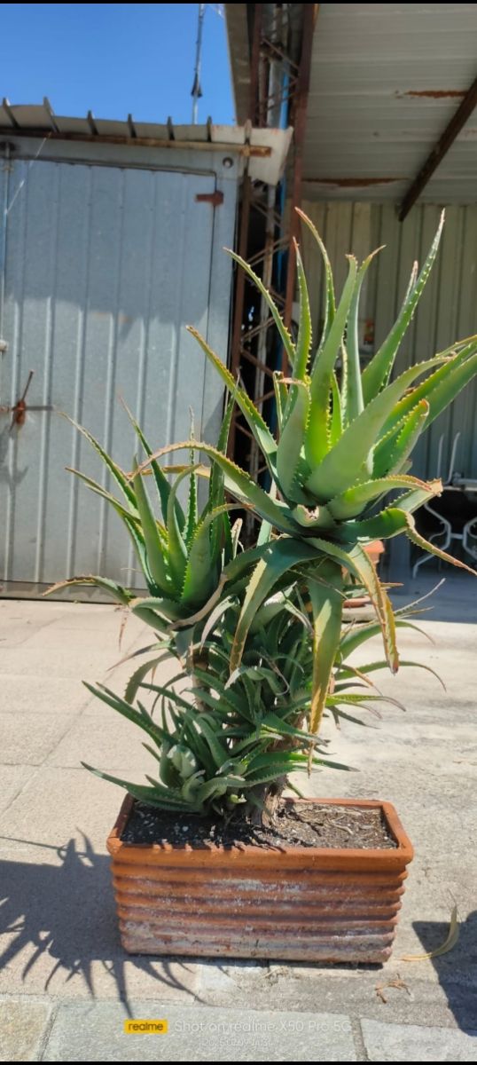 Aloe vera - pianta in vaso alta 70cm e larga 80

