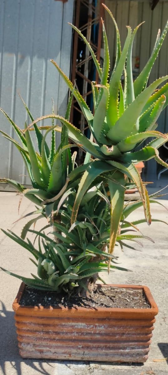 Aloe vera - pianta in vaso alta 70cm e larga 80
